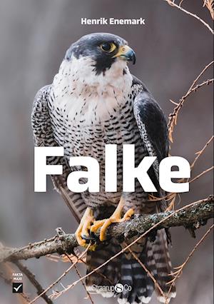 Falke