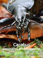 Carabus - Danmarks pragtløbebiller