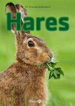 Hares