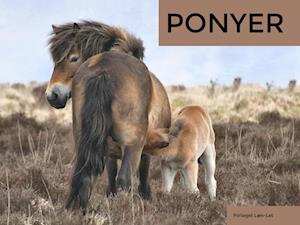 Ponyer