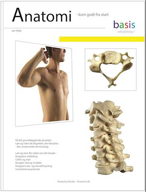 Anatomi- Basis