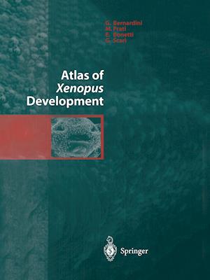 Atlas of Xenopus Development