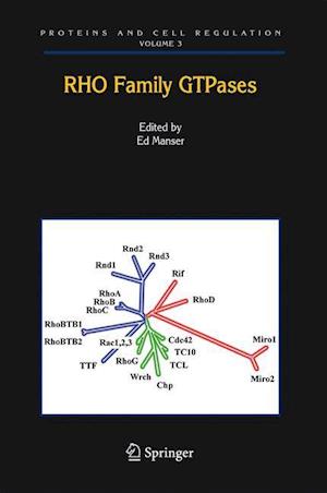 Rho Family GTPases