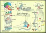 Foot Reflexology of Bones & Glands