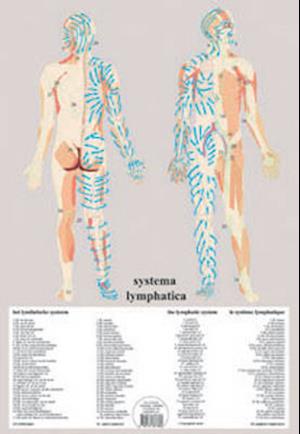 Systema Lymphatica -- A2