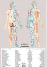 Systema Lymphatica -- A2