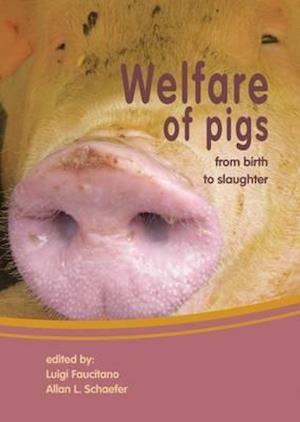 Welfare of Pigs