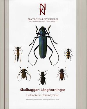 Skalbaggar - Långhorningar Coleoptera Cerambycidae klotband