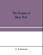 The grapes of New York 