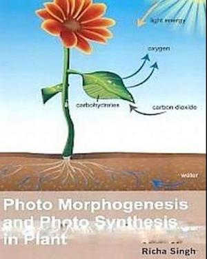 Photo Morphogenesis And Photo Synthesis In Plant