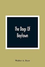 The Dogs Of Boytown