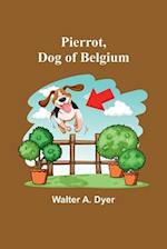 Pierrot, Dog of Belgium 