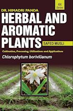 HERBAL AND AROMATIC PLANTS - 44. Chlorophytum borivilianum (Safed musli) 