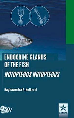 Endocrine Glands of the Fish: Notopterus notopterus