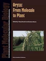 Oryza: From Molecule to Plant