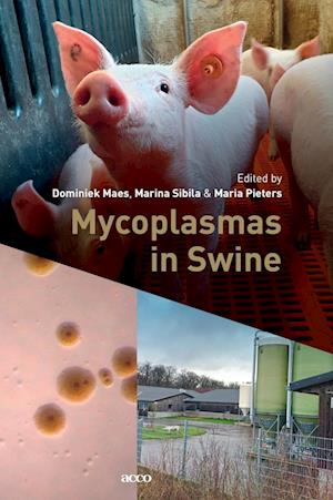 Mycoplasmas in Swine