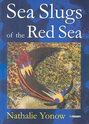 Sea Slugs of the Red Sea