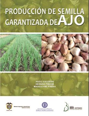 Producción de semilla garantizada de ajo