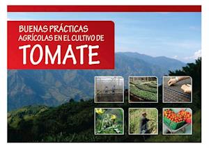 Buenas prácticas agrícolas en el cultivo de tomate