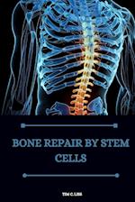 Bone repair by stem cells 