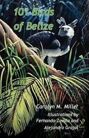 101 Birds of Belize