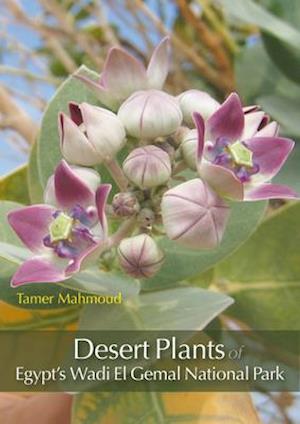 Desert Plants of Egypt's Wadi El Gemal National Park