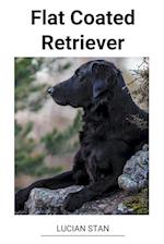 Flat Coated Retriever