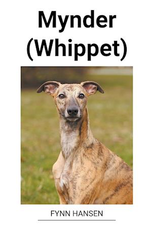 Mynder (Whippet)