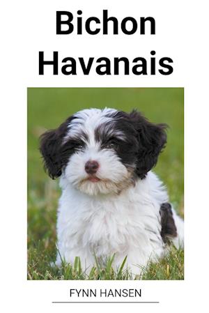 Bichon Havanais