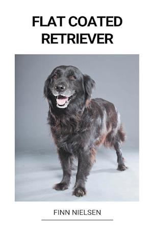 Flat Coated Retriever