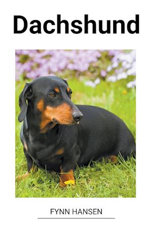 Dachshund