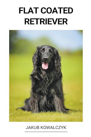 Flat Coated Retriever