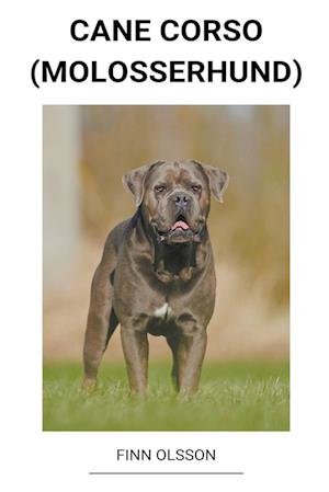 Cane Corso (Molosserhund)