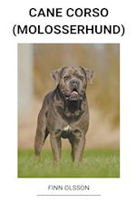 Cane Corso (Molosserhund)