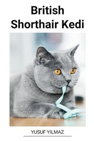 British Shorthair Kedi