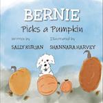 Bernie Picks a Pumpkin 