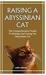 Raising a Abyssinian Cat
