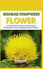 Bighead Knapweed Flower