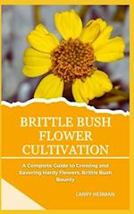 Brittle Bush Flower Cultivation
