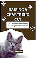 Raising a Chartreux Cat