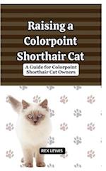 Raising A Colorpoint Shorthair Cat