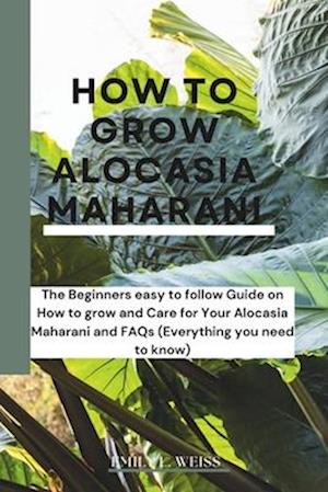 How to Grow Alocasia Maharani