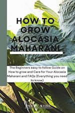 How to Grow Alocasia Maharani