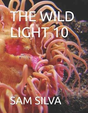 The Wild Light 10