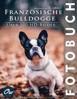 Französische Bulldogge