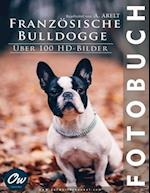 Französische Bulldogge