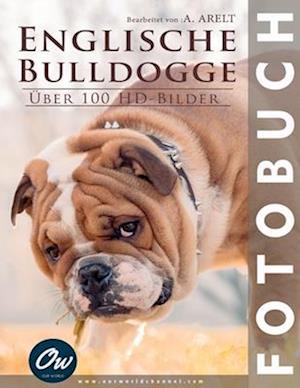 Englische Bulldogge