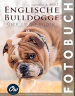 Englische Bulldogge