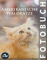 Amerikanische Waldkatze