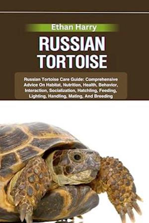 Russian Tortoise